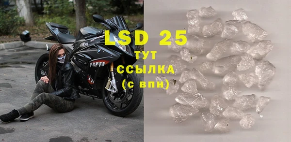 прущие грибы Новозыбков